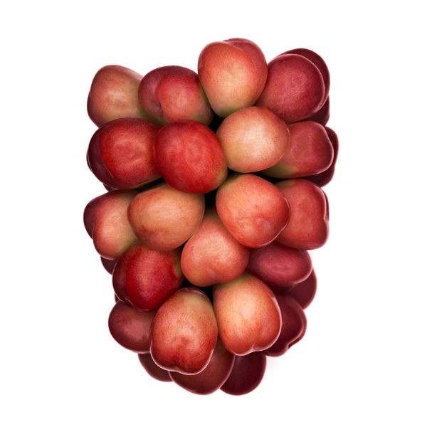 고 려명 / podo20221128